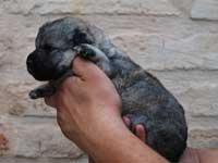 cucciolo di lupino 